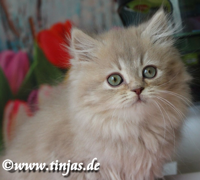 Britisch Langhaar lilac golden tabby Katzenbaby
